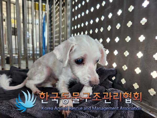 한국동물구조관리협회_441382202500020